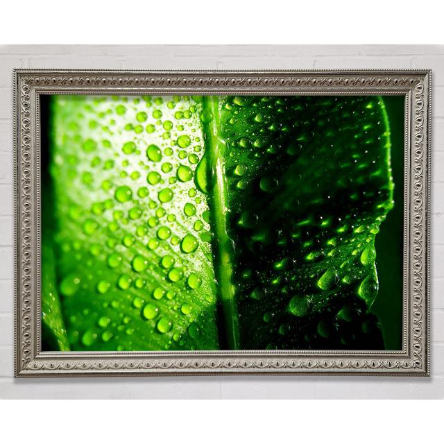 Green Leaf Dew Drop - Single Picture Frame Art Prints 17 Stories Size: 42cm H x 59.7cm W x 3cm D on Productcaster.