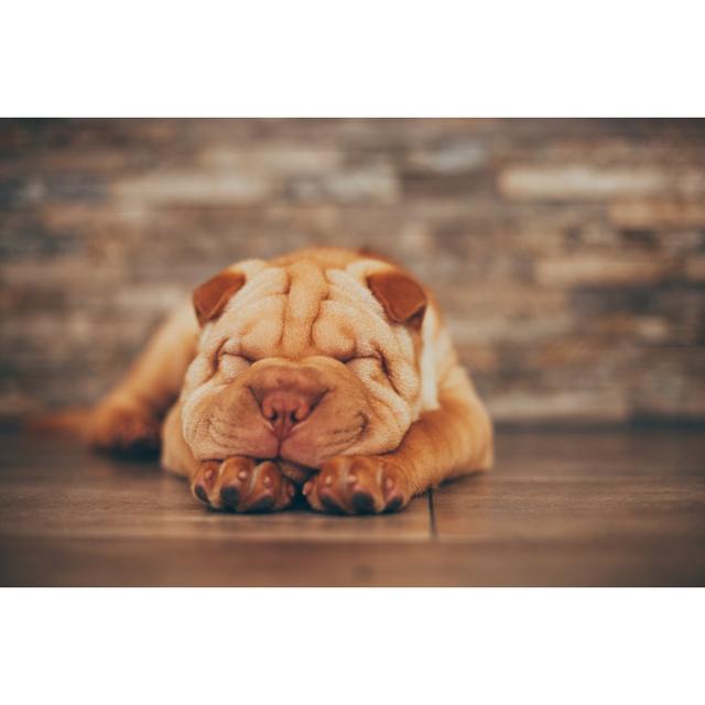 Shar Pei Puppy Sleeping On The Floor by Djiledesign - Wrapped Canvas Print Ebern Designs Size: 20cm H x 30cm W x 3.8cm D on Productcaster.