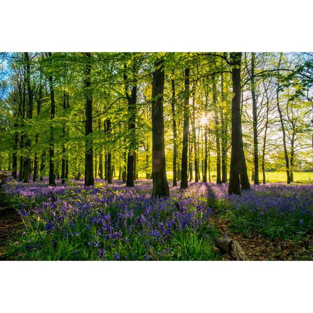 Sunbeams In English Beechwood by Simonbradfield - Wrapped Canvas Print Alpen Home Size: 51cm H x 76cm W on Productcaster.