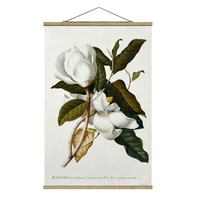 Magnolia by Georg Dionysius Ehret - Unframed Graphic Art August Grove Size: 75cm H x 50cm W x 0.3cm D on Productcaster.