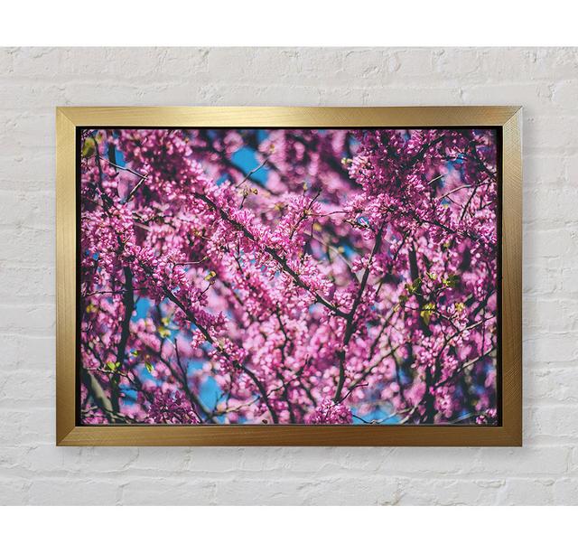 Tree Blossom Flowers On A Blue Sky Framed Print Bright Star Size: 59.7cm H x 84.1cm W on Productcaster.