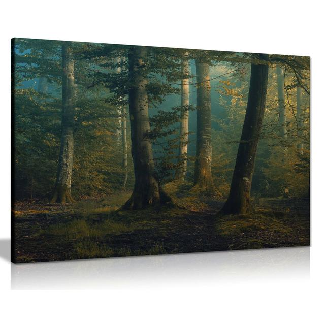 Early Morning Mysterious Forest - Wrapped Canvas Photograph Panther Print Size: 41cm H x 61cm W on Productcaster.