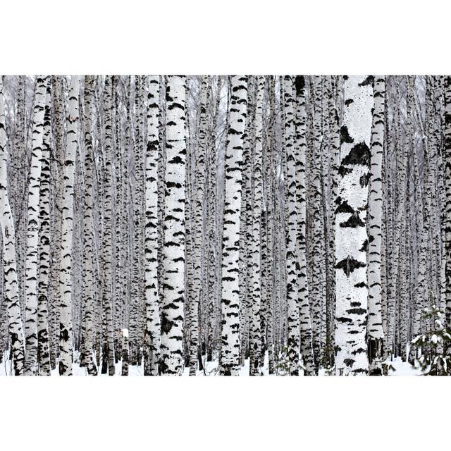 Birch Wood by Tuchkovo - No Frame Art Prints on Canvas Alpen Home Size: 30cm H x 46cm W on Productcaster.