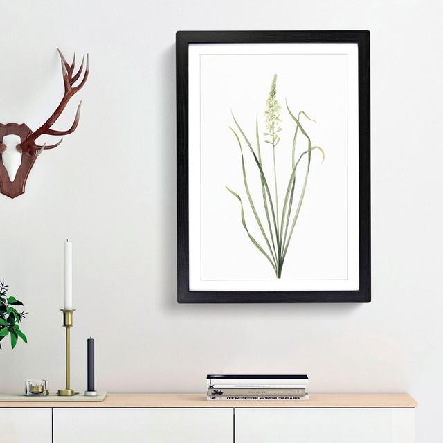 Wild Asparagus Flowers by Pierre-Joseph Redoute - Picture Frame Painting Print East Urban Home Frame Option: Black Framed, Size: 48cm H x 36cm W x 2cm on Productcaster.