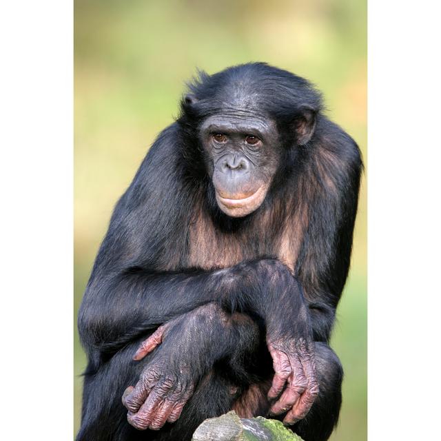 Female Bonobo Monkey with Crossed Arms by uzuri71 - Wrapped Canvas Photograph Print Ebern Designs Size: 46cm H x 30cm W x 3.8cm D on Productcaster.