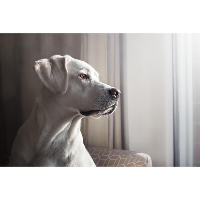 Pretty Labrador Retriever Dog Puppy Looks Out of a Window in a Flat - Wrapped Canvas Photograph Ebern Designs Size: 61cm H x 91cm W x 3.8cm D on Productcaster.