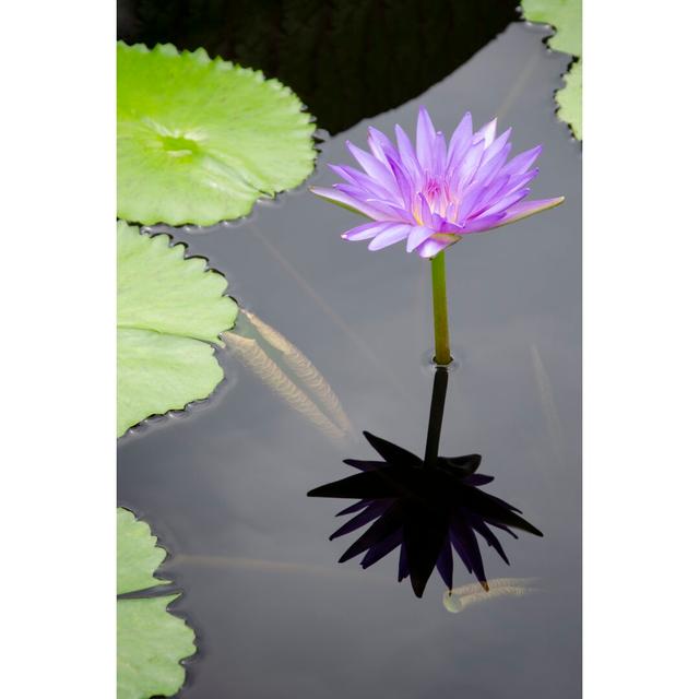 Water Lily Flowers VI - Wrapped Canvas Photograph Ebern Designs Size: 122cm H x 81cm W on Productcaster.