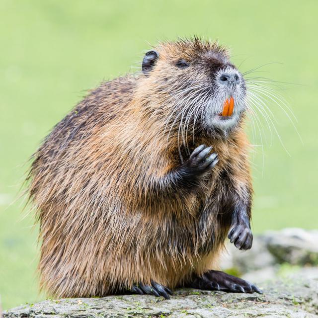 Myocastor Coypus Single Mammal - Wrapped Canvas Photograph Ebern Designs Size: 91cm H x 91cm W x 3.8cm D on Productcaster.