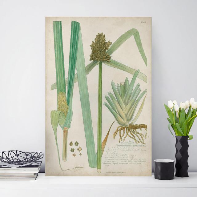 Leinwand Vintage Botany Drawing Grasses III Rosalind Wheeler Größe: 90 cm H x 60 cm B, Format: 260g/m² Canvas on Productcaster.