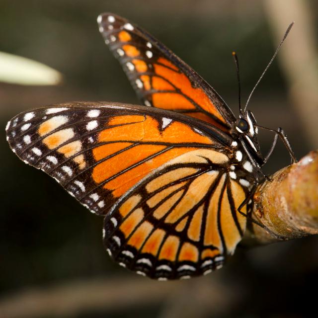 Monarch Butterfly by ElementalImaging - Print Brambly Cottage Size: 51cm H x 51cm W on Productcaster.