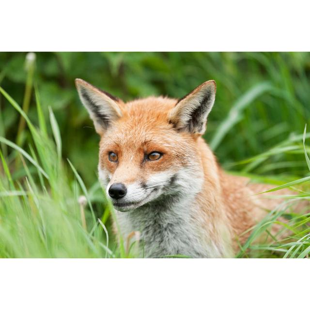 Fox by Edevansuk - Wrapped Canvas Art Prints Alpen Home Size: 51cm H x 76cm W x 3.8cm D on Productcaster.