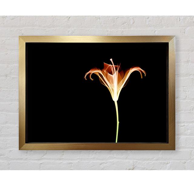 X-Ray Orange - Single Picture Frame Art Prints Bright Star Size: 100cm H x 141.4cm W x 3.4cm D on Productcaster.