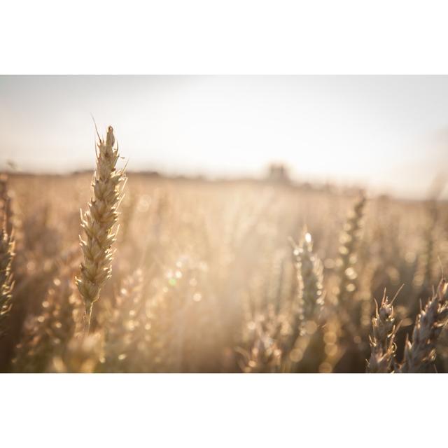 Wheat Field Brambly Cottage Size: 81cm H x 122cm W on Productcaster.