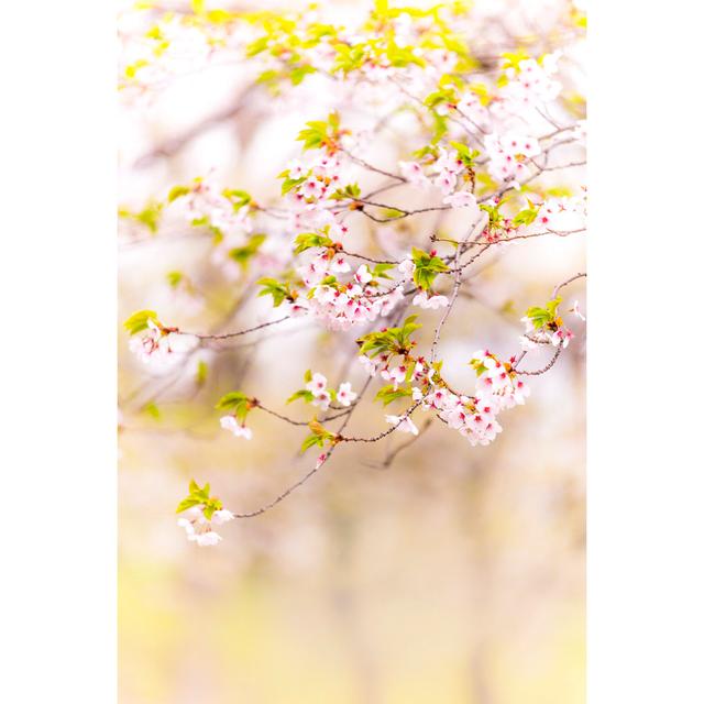 Sakura Cherry Blossom by Wuviveka - No Frame Art Prints on Canvas 17 Stories Size: 75cm H x 50cm W on Productcaster.