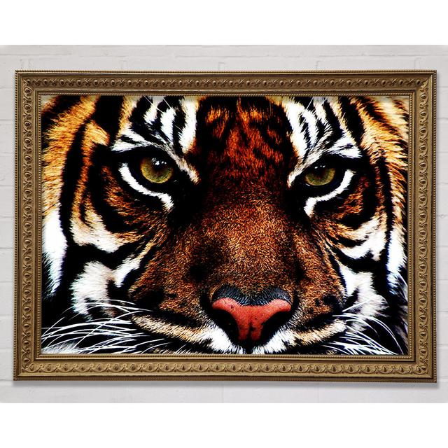 Male Tiger Face - Single Picture Frame Art Prints Ebern Designs Size: 29.7cm H x 42cm W on Productcaster.