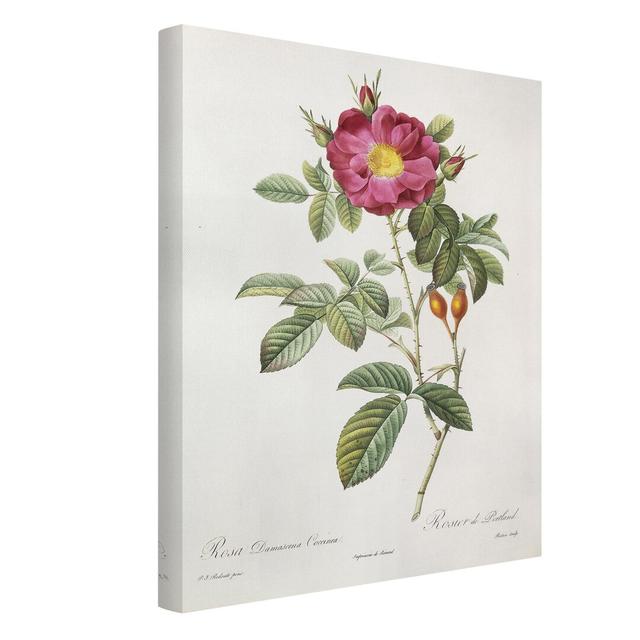 Portland Rose by Pierre Joseph Redouté - Wrapped Canvas Art Prints Mercer41 Size: 100cm H x 75cm W on Productcaster.