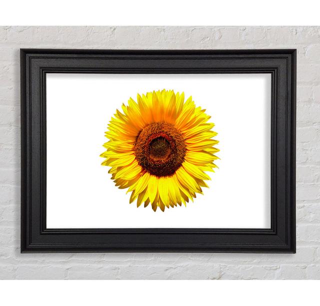 Yellow Sunflower Head - Single Picture Frame Art Prints Ebern Designs Size: 42cm H x 59.7cm W x 8cm D on Productcaster.