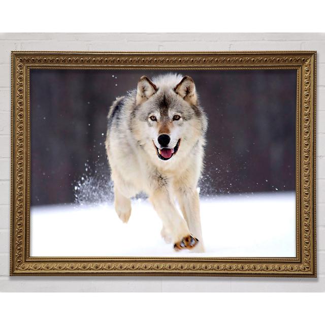 Grey Wolf Minnesota - Single Picture Frame Art Prints Union Rustic Size: 59.7cm H x 84.1cm W on Productcaster.