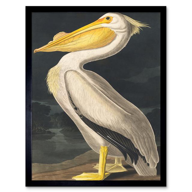 John James Audubon Style Pelican Bird - Single Picture Frame Print Wee Blue Coo on Productcaster.