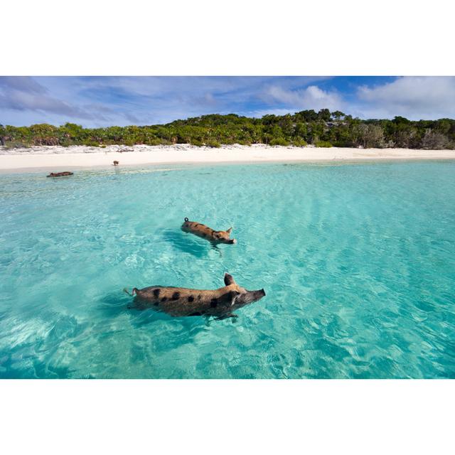 Pigs Swimming In The Sea In Exuma Highland Dunes Size: 20cm H x 30cm W on Productcaster.