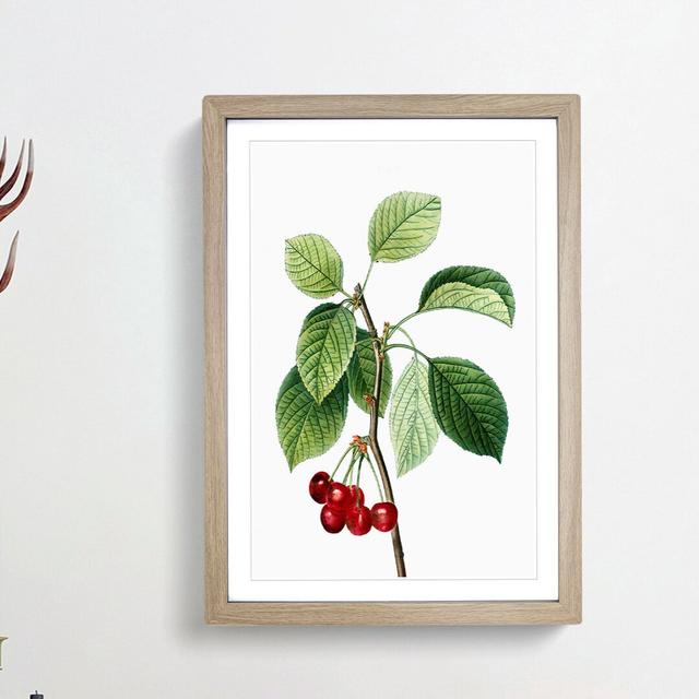 Ripe Cherries by Pierre-Joseph Redoute - Picture Frame Painting Print East Urban Home Frame Option: Oak Framed, Size: 48cm H x 36cm W x 2cm D on Productcaster.