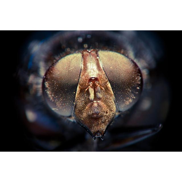 Housefly Macro by Hayaship - Wrapped Canvas Print Marlow Home Co. Size: 61cm H x 91cm W x 3.8cm D on Productcaster.