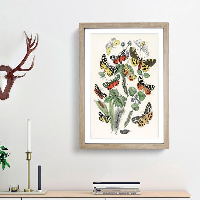 Caterpillars, Butterflies & Moths by W.F. Kirby - Picture Frame Graphic Art Print East Urban Home Size: 36cm H x 27cm W x 2cm D, Frame Option: Oak Fra on Productcaster.