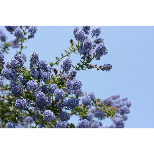 Ceanothus in Bloom! by Nikdesignltd - Wrapped Canvas Photograph Latitude Run Size: 51cm H x 76cm W on Productcaster.