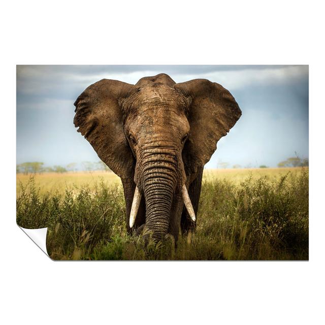 Elephant in Safari Close up - Unframed Art Prints Panther Print Size: 20cm H x 31cm W x 0.5cm D on Productcaster.