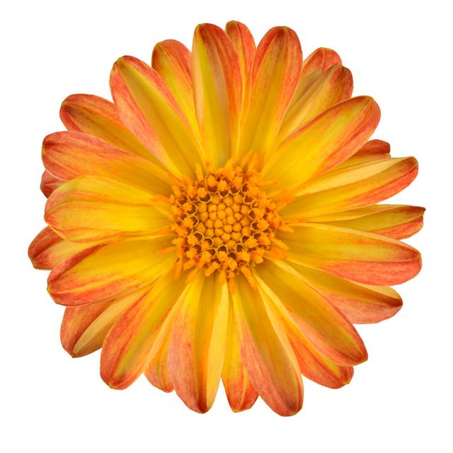 Dahlia Flower With Orange Yellow Petals Isolated Ebern Designs Size: 122cm H x 122cm W x 3.8cm D on Productcaster.