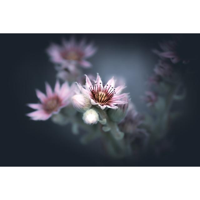 Genibrel Pastel Soft-Toned Flower - Wrapped Canvas Photograph Latitude Run Size: 30cm H x 46cm W x 3.8cm D on Productcaster.