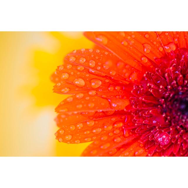 Close Detail Of Orange Gerbera by Jeja - No Frame Art Prints on Canvas 17 Stories Size: 40cm H x 60cm W on Productcaster.