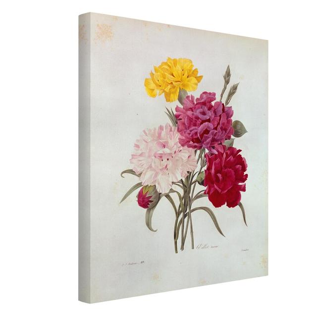 Carnations by Pierre Joseph Redoute - Wrapped Canvas Graphic Art Rosalind Wheeler Size: 40cm H x 30cm W on Productcaster.