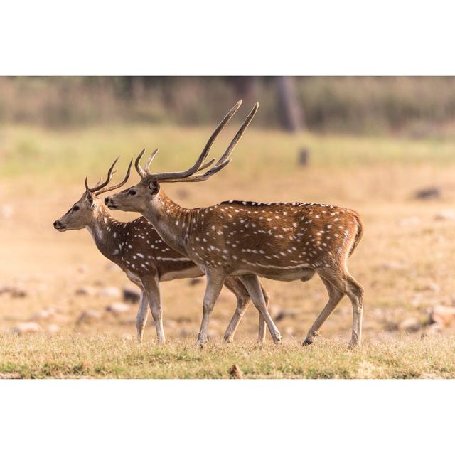 deer male, Corbett 178574885 Alpen Home Size: 61cm H x 91cm W on Productcaster.