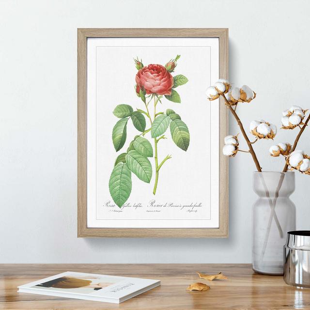 Red Gallic Rose by Pierre-Joseph Redoute - Picture Frame Painting Print East Urban Home Frame Option: Oak Framed, Size: 36cm H x 27cm W x 2cm D on Productcaster.