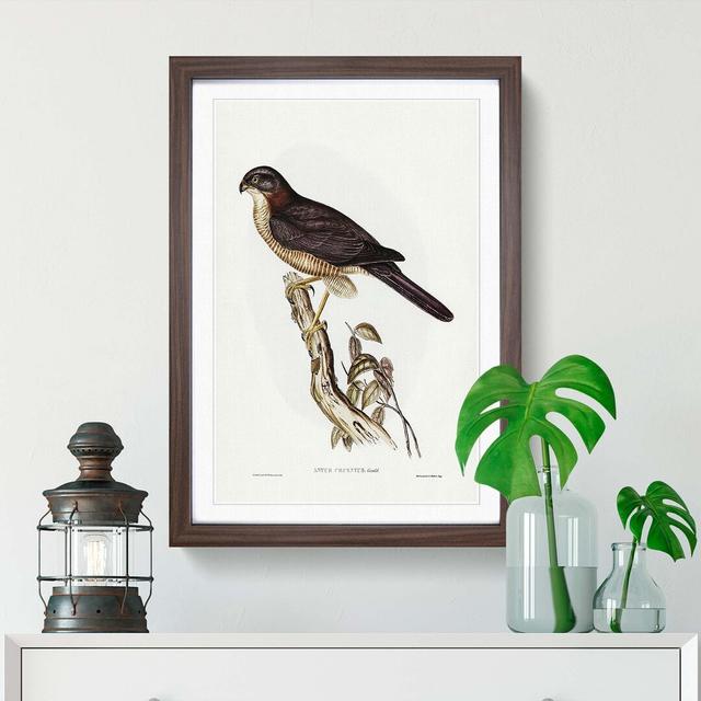 West Australian Goshawk by Elizabeth Gould - Picture Frame Painting Print East Urban Home Frame Option: Walnut Framed, Size: 65cm H x 48cm W x 2cm D on Productcaster.