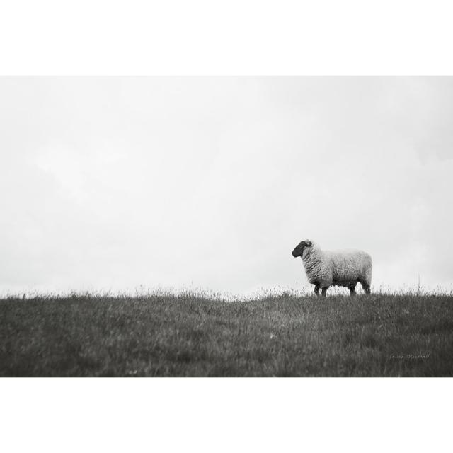 Islay Sheep II by Laura Marshall - Wrapped Canvas Photograph Print Blue Elephant Size: 30cm H x 46cm W on Productcaster.