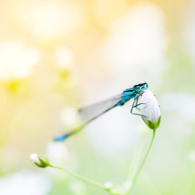 Dragonfly On Blossom von TommL - Druck 17 Stories Größe: 20 cm H x 20 cm B on Productcaster.