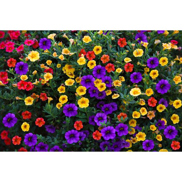 Petunias Background - Wrapped Canvas Photograph Ebern Designs Size: 20cm H x 30cm W x 3.8cm D on Productcaster.