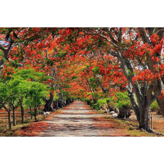 Flame Trees, Mauritius by Tomasz Dutkiewicz - Wrapped Canvas Photograph Marlow Home Co. Size: 81cm H x 122cm W on Productcaster.