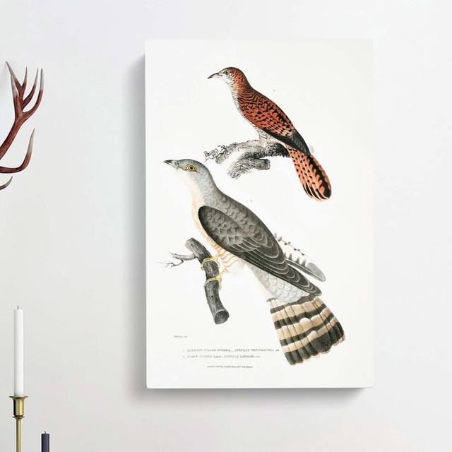 Cuckoo Bird Illustrations by Pierre-Joseph Redoute - Wrapped Canvas Painting Print East Urban Home Size: 60cm H x 40cm W x 3cm D on Productcaster.