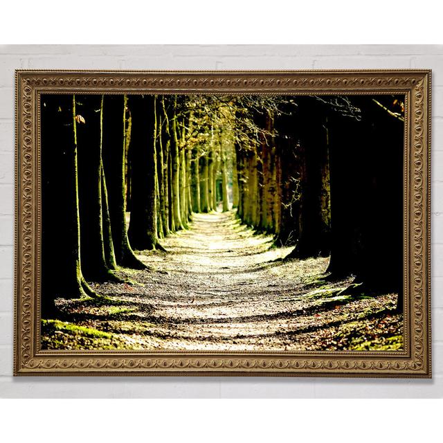 Tree Lined Path Framed Print Bright Star Size: 59.7cm H x 84.1cm W x 3cm D on Productcaster.