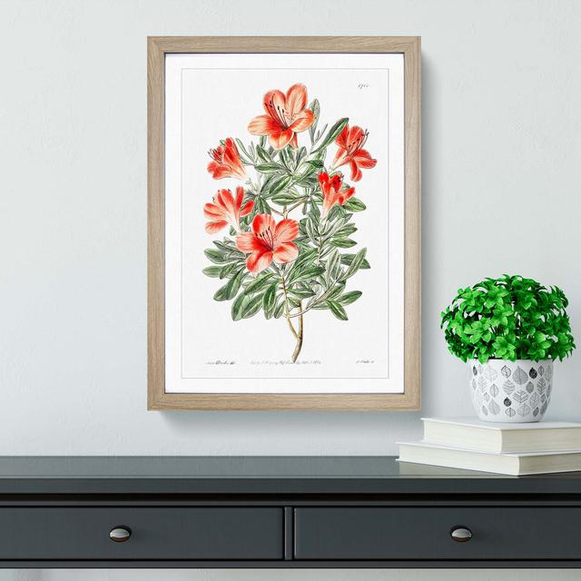 Red Chinese Azalea Flowers - Picture Frame Painting Print East Urban Home Size: 48cm H x 36cm W x 2cm D, Frame Option: Oak Framed on Productcaster.