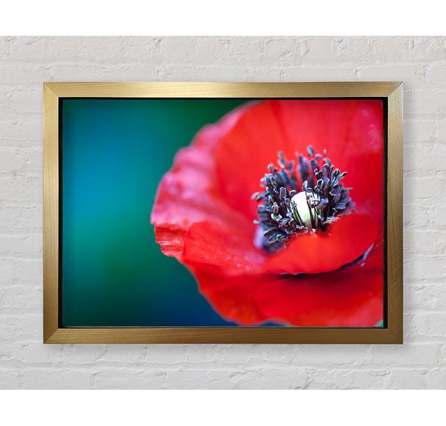 Close Look Inside A Poppy Framed Print Bright Star Size: 59.7cm H x 84.1cm W on Productcaster.