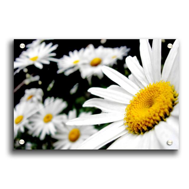 White Daisy Galore Flowers - Unframed Photograph Print on Acrylic East Urban Home Size: 59.4cm H x 84.1cm W on Productcaster.