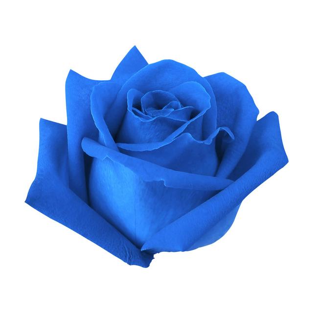 Bettrys Blue Rose Bud - Wrapped Canvas Print Latitude Run Size: 122cm H x 122cm W x 3.8cm D on Productcaster.