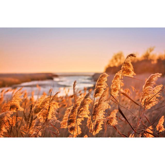 Marram Grass - Wrapped Canvas Photograph Latitude Run Size: 30cm H x 46cm W on Productcaster.