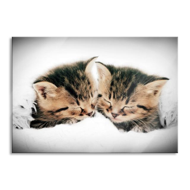 Cute Kittens Sleeping - No Frame Print on Glass Brayden Studio Size: 70cm H x 100cm W x 0.4cm D on Productcaster.