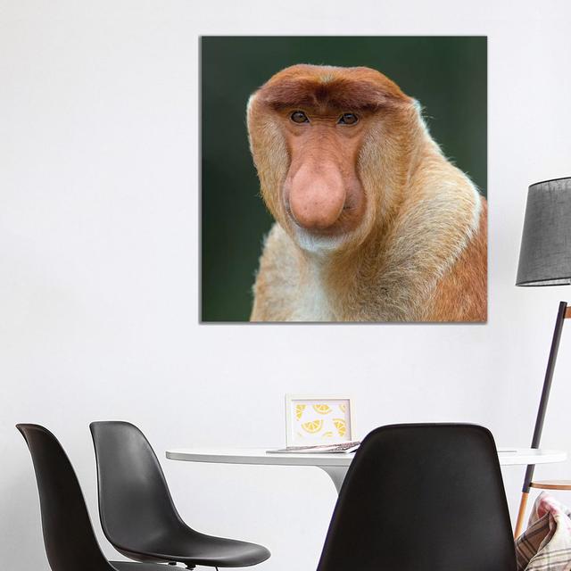 Proboscis Monkey Male Portrait Borneo by Mogens Trolle - Wrapped Canvas Photograph Latitude Run Size: 93.98cm H x 93.98cm W x 1.91cm D on Productcaster.