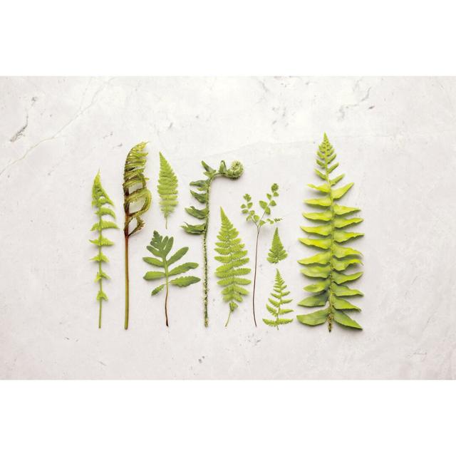 Flat Lay Ferns I by Felicity Bradley - Unframed Photograph Print on Canvas Blue Elephant Size: 30cm H x 46cm W on Productcaster.